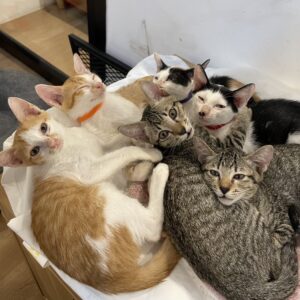 🧡 A Small Support