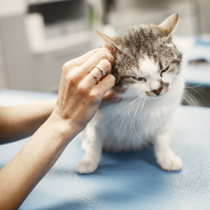 💛 A Bigger Support