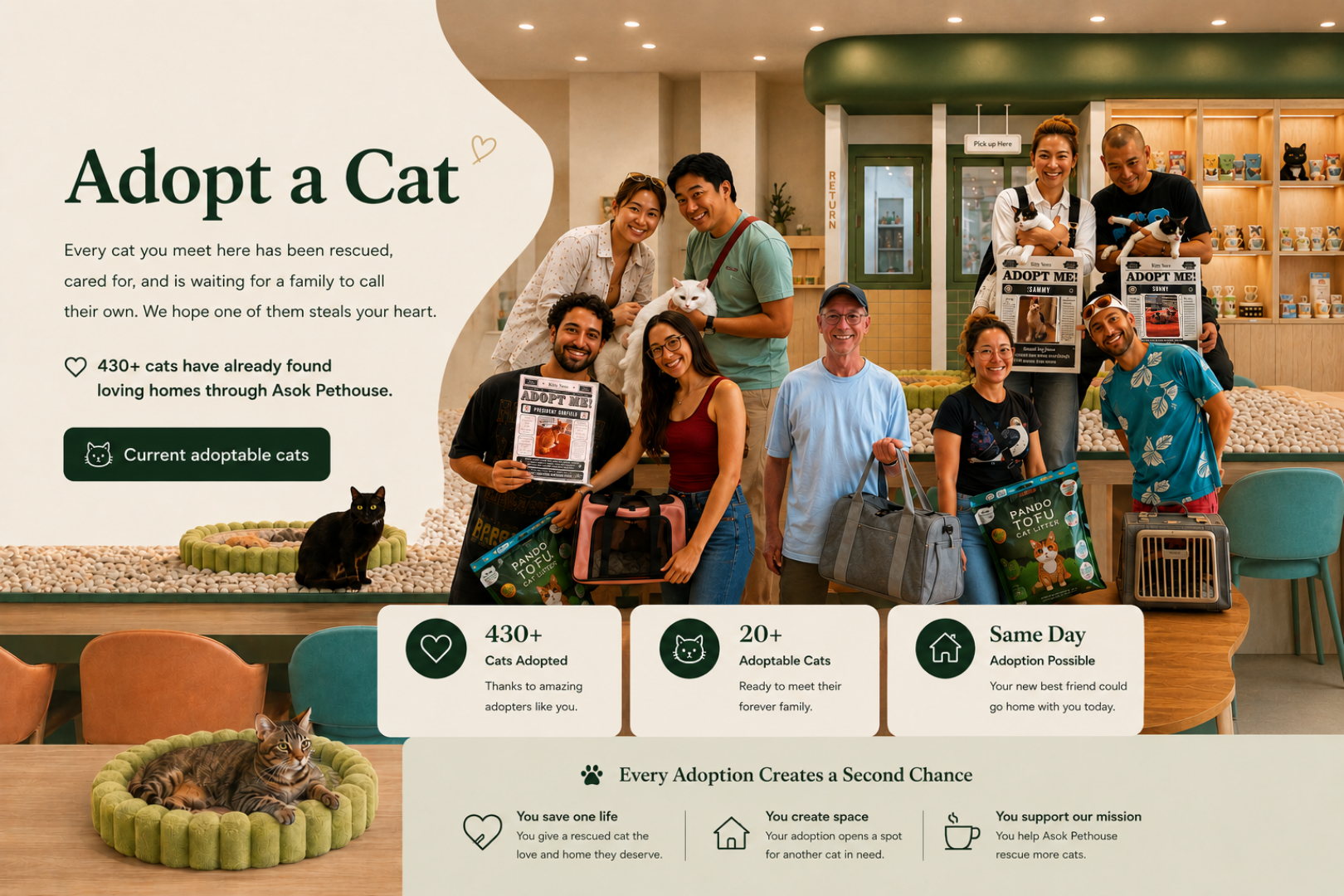 Adopt a Cat at Asok Pethouse